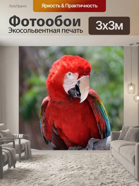 Фотообои Попугай