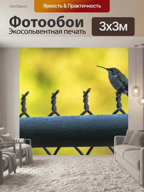 Фотообои Колибри