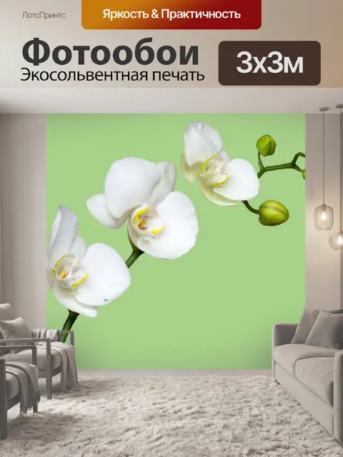 Фотообои Цветок орхидеи