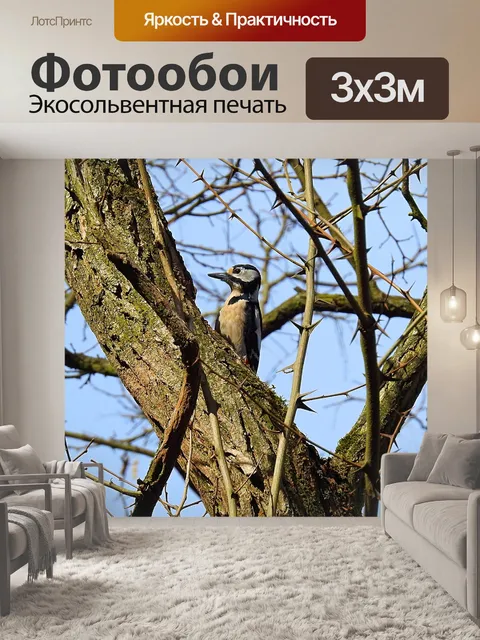 Фотообои Птицы