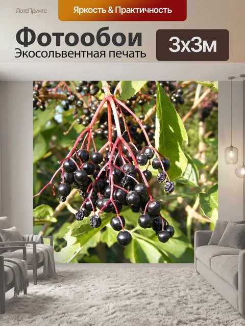Фотообои Ягоды