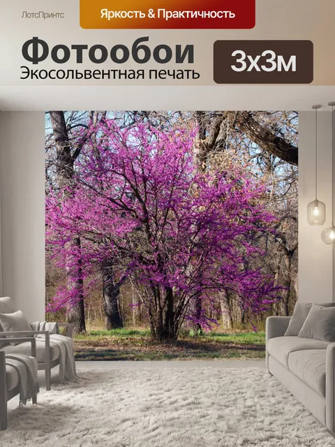 Фотообои Redbud Tree весной