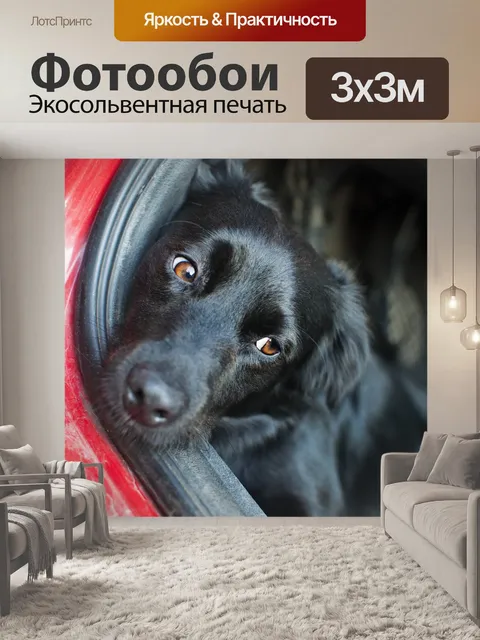Фотообои Собака