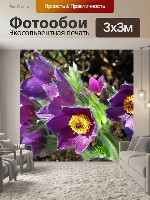 Фотообои Анемоны