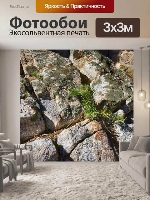 Фотообои Сосна растет в Рок