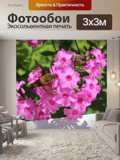 Фотообои Колибри моли