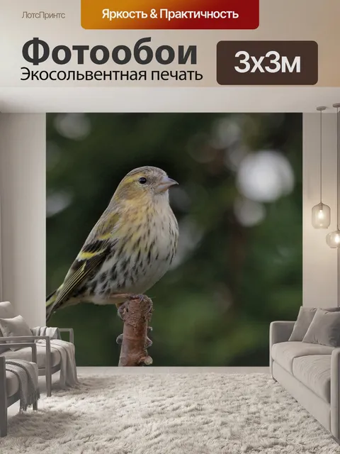 Фотообои Птица