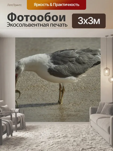 Фотообои Чайка