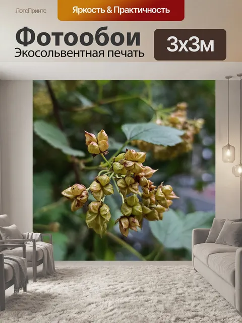 Фотообои Цветы