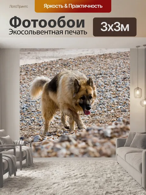 Фотообои Собакой на пляже