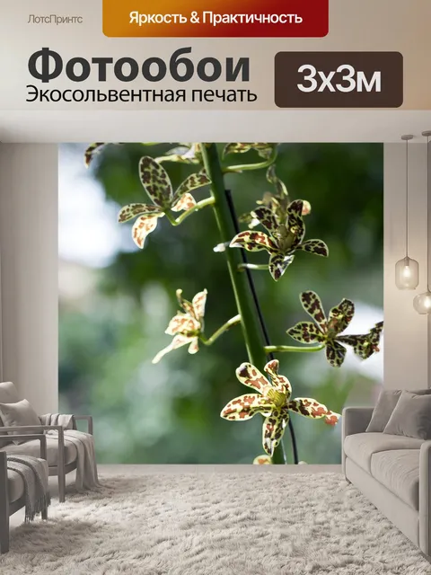 Фотообои Орхидеи