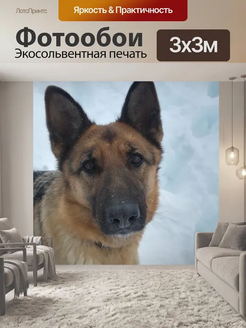 Фотообои Собака