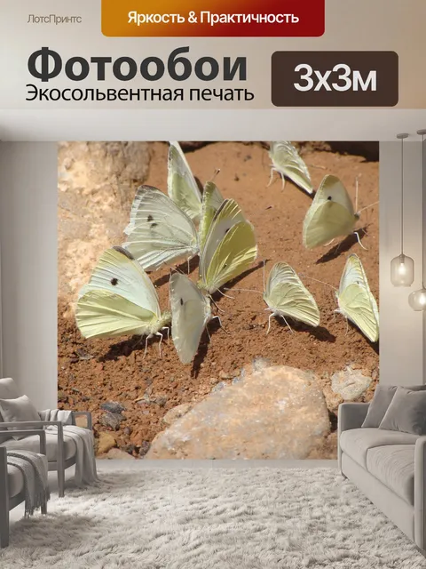 Фотообои Белокочанная капуста