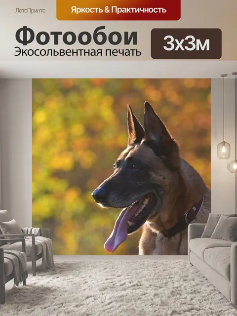 Фотообои Собака