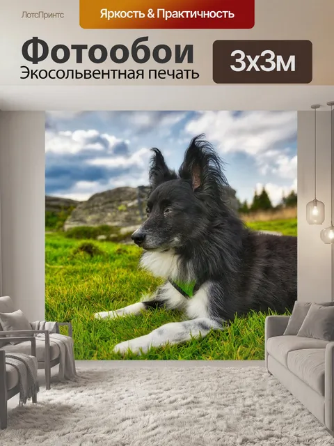 Фотообои Собака