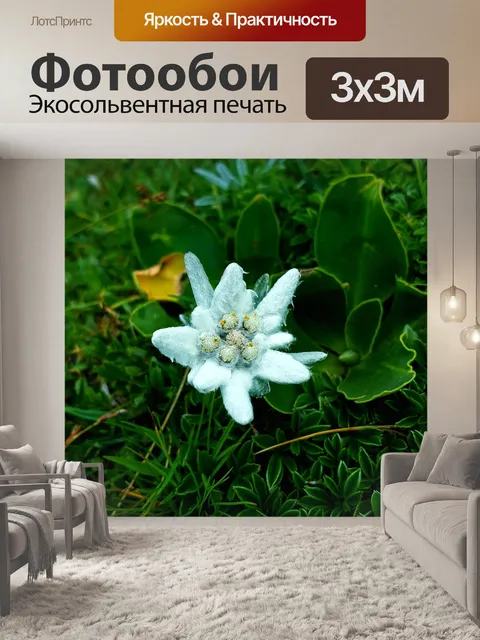 Фотообои Эдельвейс