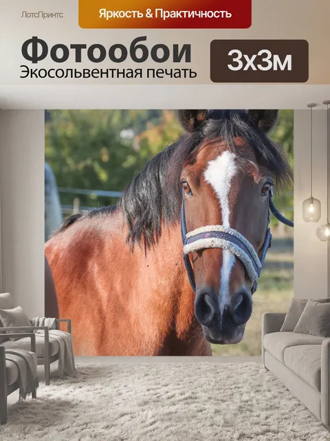Фотообои Лошади