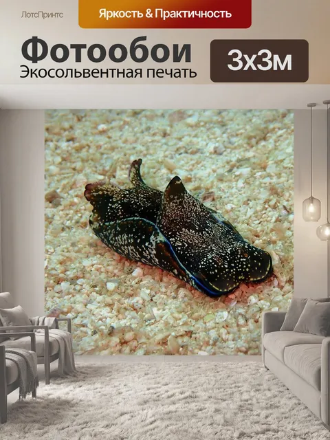 Фотообои Морской заяц