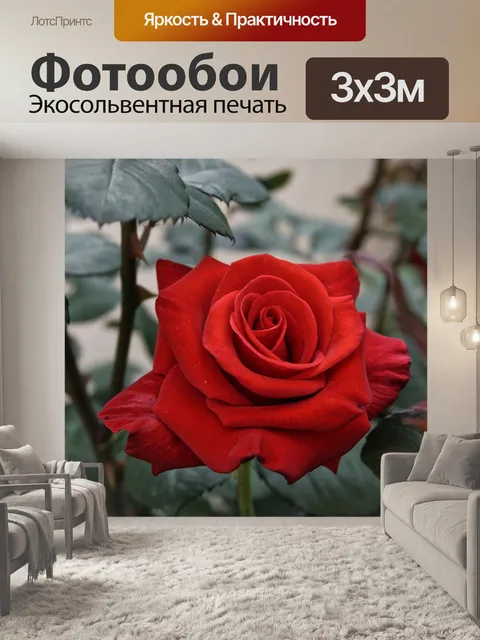 Фотообои Роза
