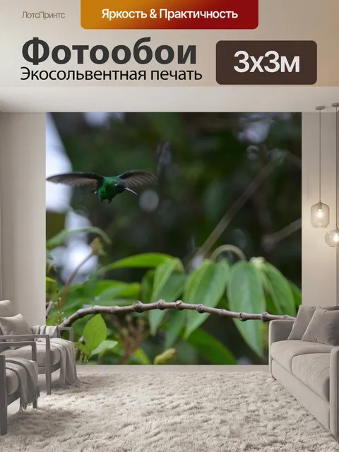 Фотообои Колибри