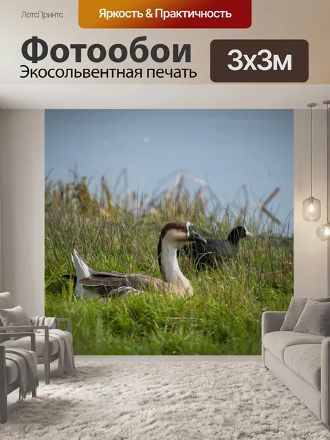 Фотообои Птица, китайский гусь на пуговицах