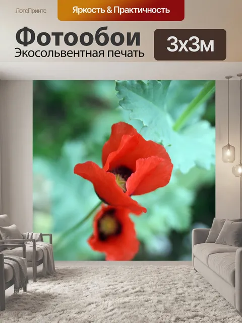 Фотообои цветы мака красный