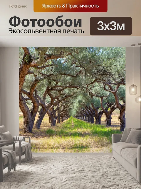 Фотообои греческий оливковый сад в солнечный день, с древними деревьями и светом, проникающим сквозь листву