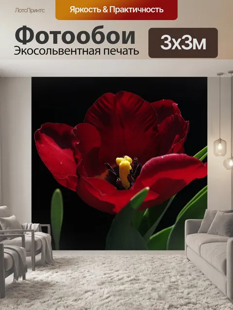 Фотообои Тюльпан