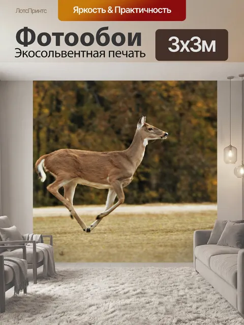 Фотообои Белохвостый лань, бегущий осенью