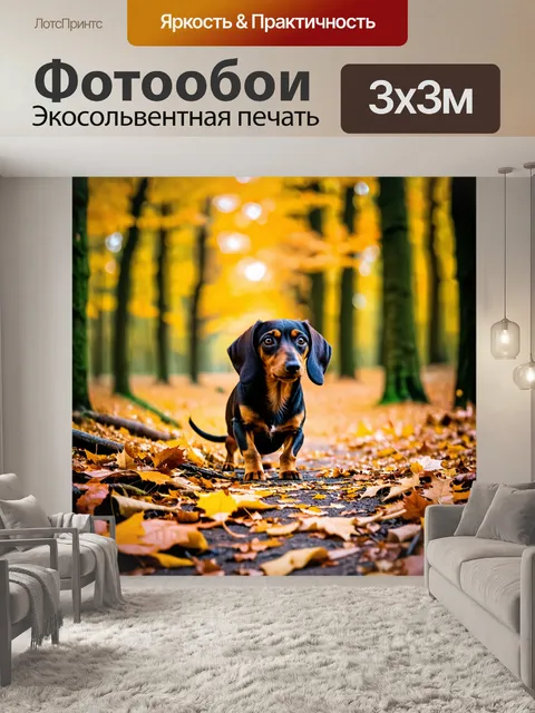 Фотообои фотографическая работа, в которой такса изучает осенний лес