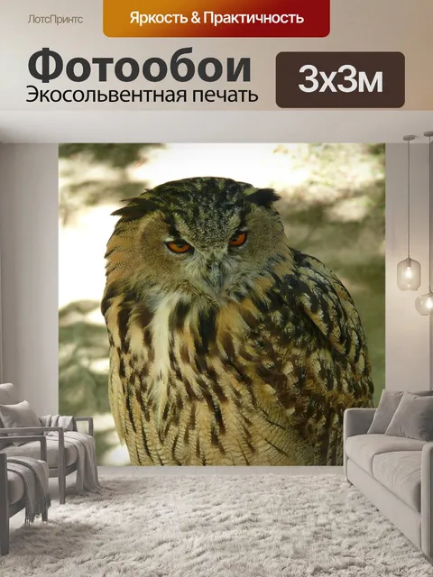 Фотообои Сова
