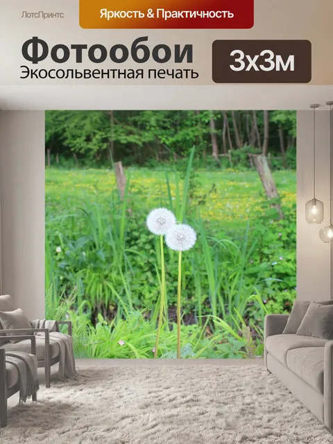 Фотообои Одуванчик