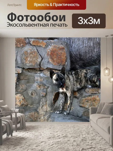 Фотообои Калико Цветные Собака