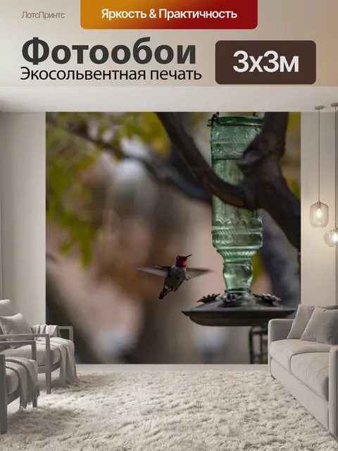 Фотообои Колибри Анны