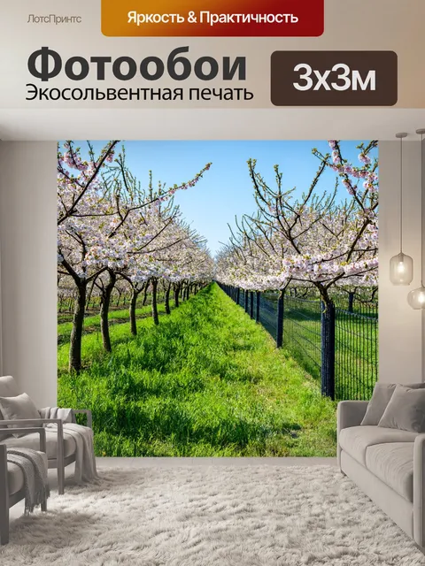 Фотообои забор, разделяющий фруктовый сад, с вишневыми и яблоневыми деревьями, цветущими весной, создающий атмосферу…