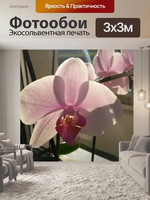 Фотообои Орхидеи