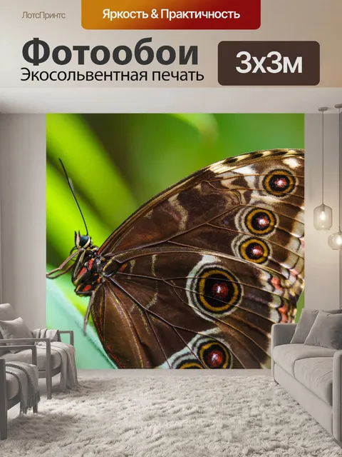 Фотообои Брауна Morpho бабочки