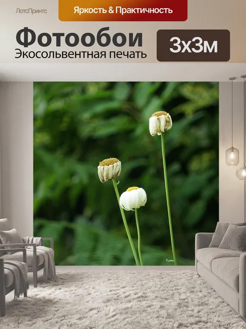 Фотообои Увядшие ромашки