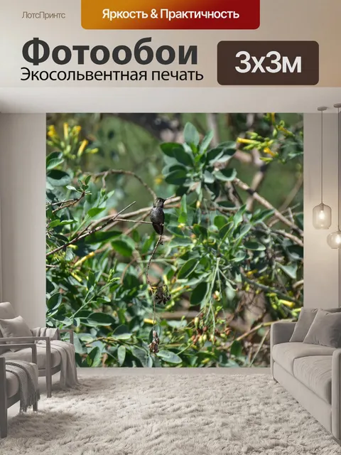Фотообои Колибри