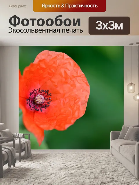 Фотообои Красный мак