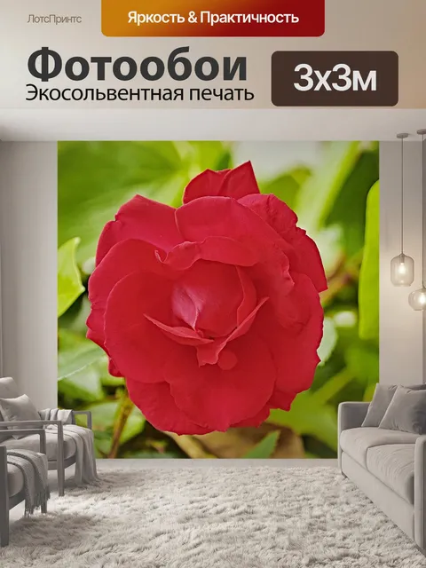 Фотообои Роза