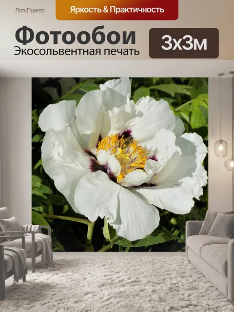 Фотообои Пион