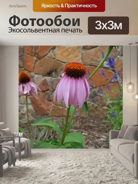 Фотообои Розовая махровая ромашка