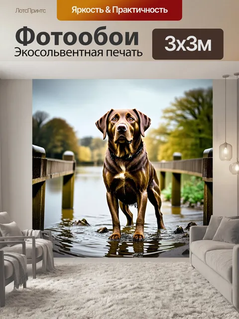Фотообои лабрадор, испачканный грязью после дождя, с удивленным выражением лица, стоящий на мосту в парке