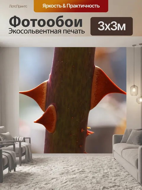 Фотообои Роза
