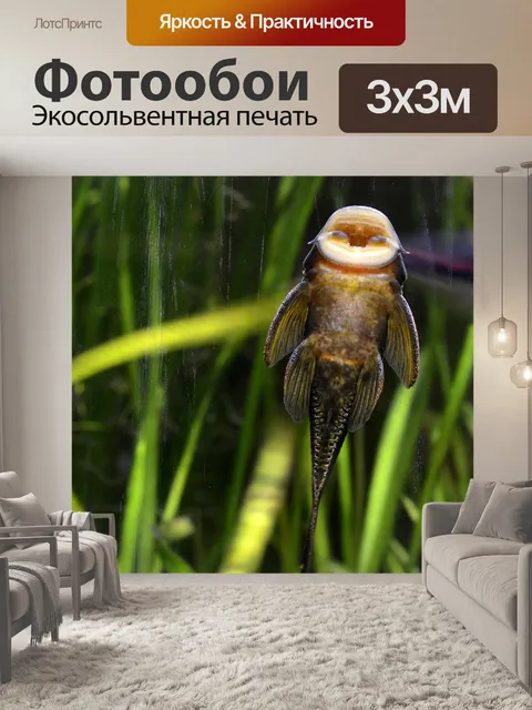 Фотообои Штукатурка рыбы