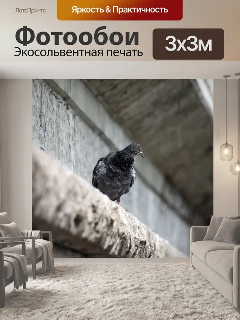 Фотообои Голубь