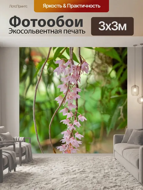 Фотообои Цветок орхидеи