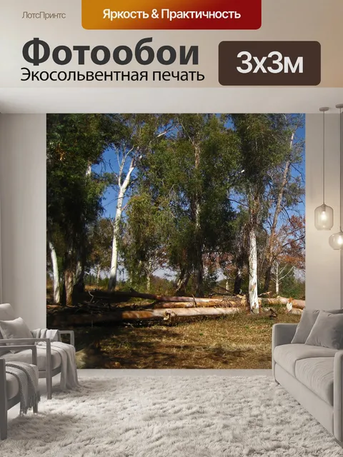 Фотообои вид на эвкалиптовые деревья