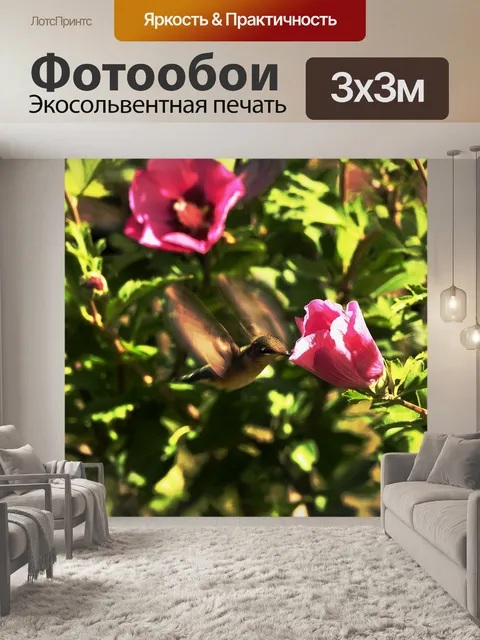 Фотообои Колибри